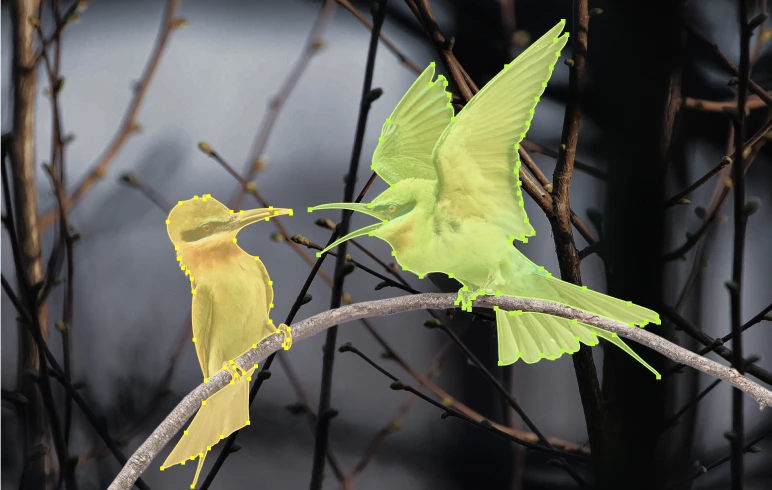 Precise polygonal segmentation of two birds on a branch, showcasing Objectways' expert image annotation for AI training.